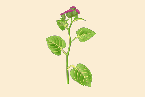 黑槐树的功效与作用 黑槐树的好处有哪些 黑槐树的营养价值