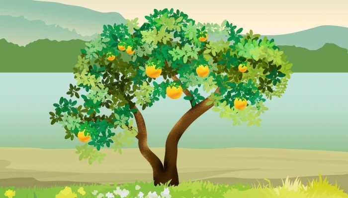 西柚的功效 西柚的食用方法