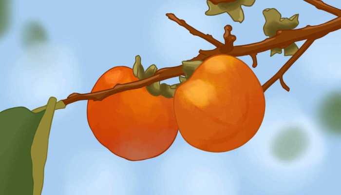 柿子属于寒性食物吗？ 吃柿子有什么好处