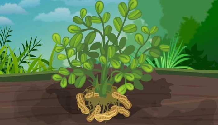 冬瓜和花生能一起吃吗？ 花生不能和什么一起吃