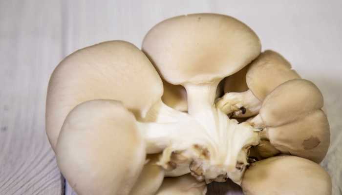 平菇的食用禁忌有哪些呢 平菇的作用