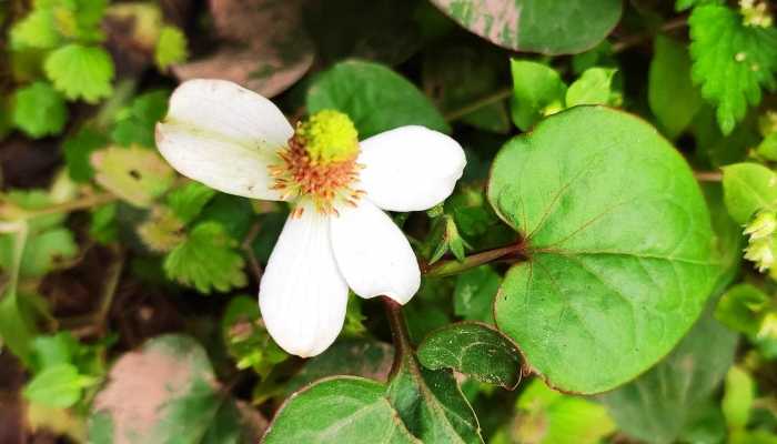肾炎能吃鱼腥草吗？ 吃鱼腥草的好处