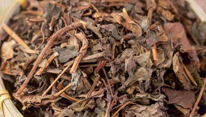 肾炎能吃鱼腥草吗？ 吃鱼腥草的好处