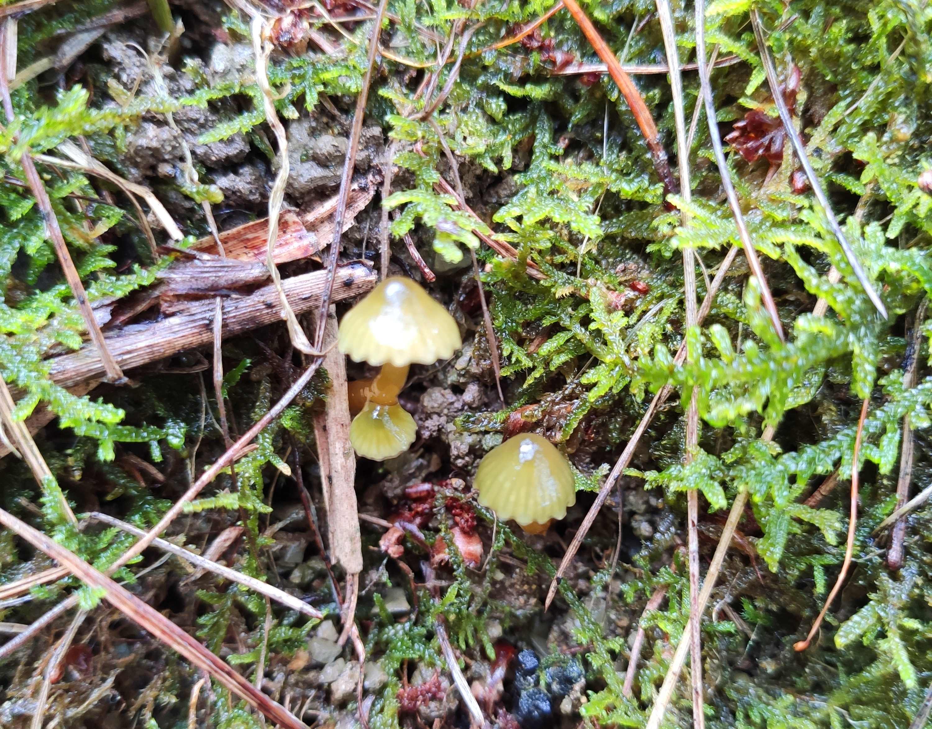 鸡枞菌的功效与作用 新鲜鸡枞菌的保存方法