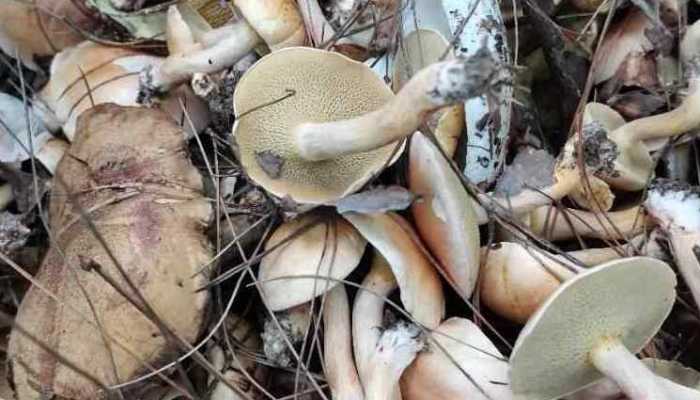 鸡枞菌的功效与作用 新鲜鸡枞菌的保存方法