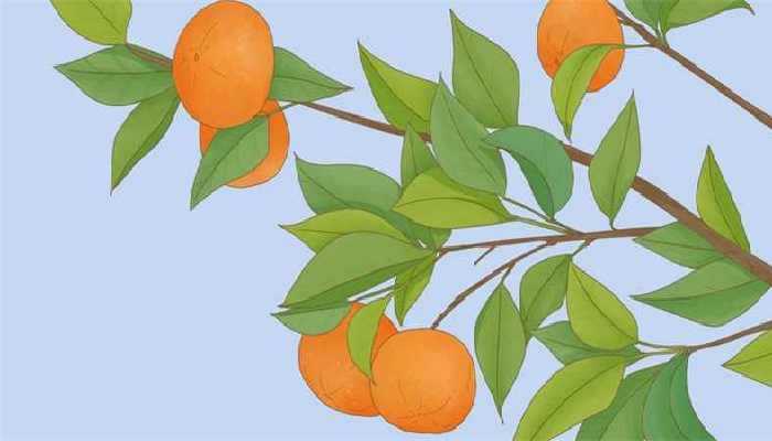 橘子一天最多吃几个 橘子吃多了会怎么样