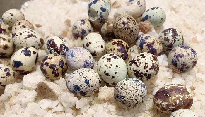 哺乳期能吃鹌鹑蛋吗？ 哺乳期的注意事项