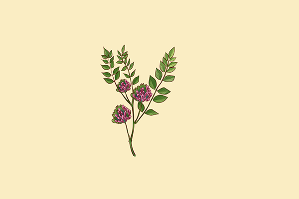 芍药的功效和作用 芍药的营养价值