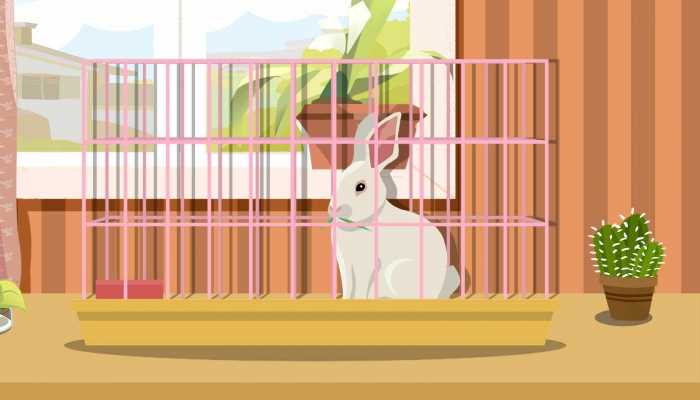 野兔的营养价值及功效有哪些，野兔的食用功效