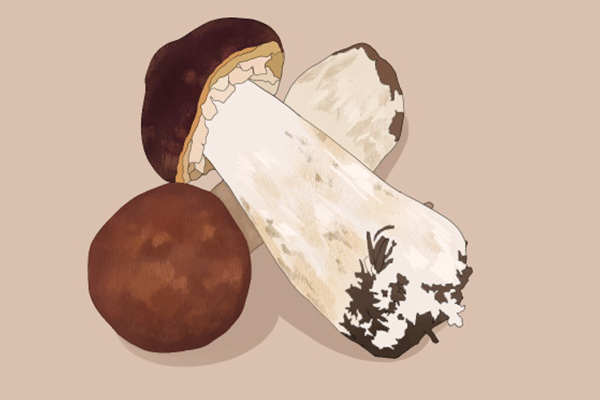 新鲜松茸的营养价值 新鲜松茸的功效与作用