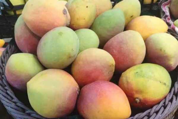 与芒果相克的食物 什么食物不能和芒果一起吃