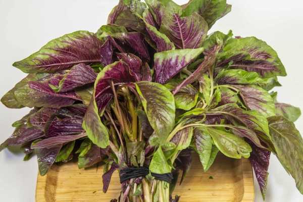 马苋菜的做法大全有哪些？马苋菜可以做哪些菜 马苋菜怎么吃