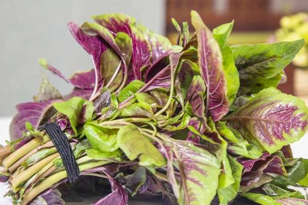 马苋菜的做法大全有哪些？马苋菜可以做哪些菜 马苋菜怎么吃