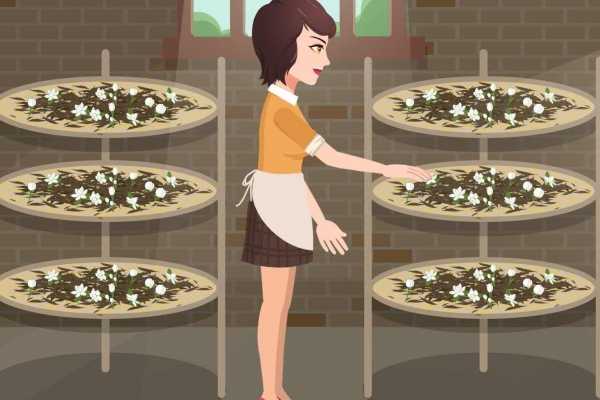 茉莉泡水禁忌 什么人不能喝茉莉花茶