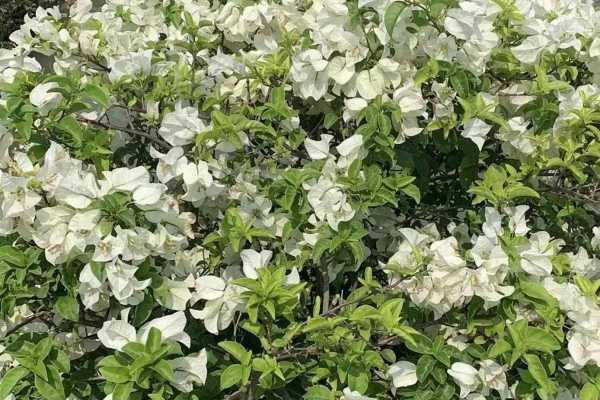 桂花有什么功效和作用？桂花的营养价值 桂花有哪些好处