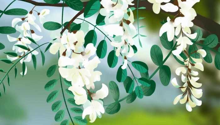 洋槐花怎么储存 洋槐花的储存方法