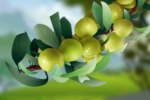 孕晚期可以吃李子吗？ 孕妇吃李子的注意事项