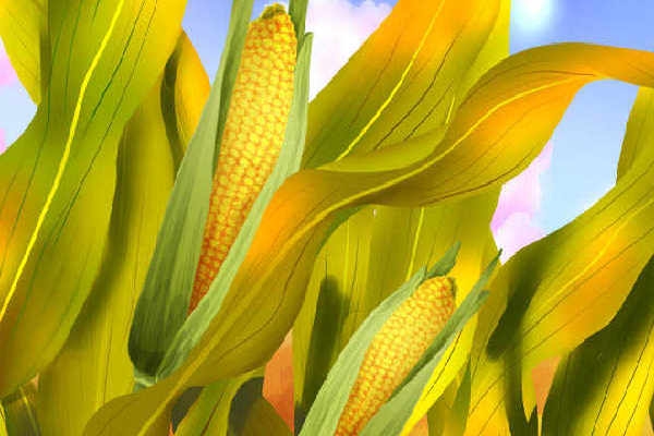 玉米发芽能吃吗？ 玉米发芽可以吃吗？