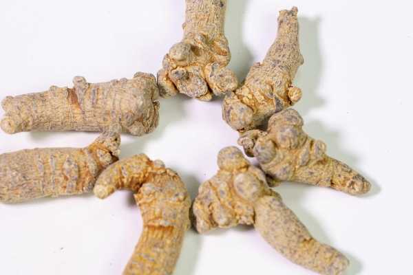 三七粉哪些人不适合吃 三七粉的功效和作用