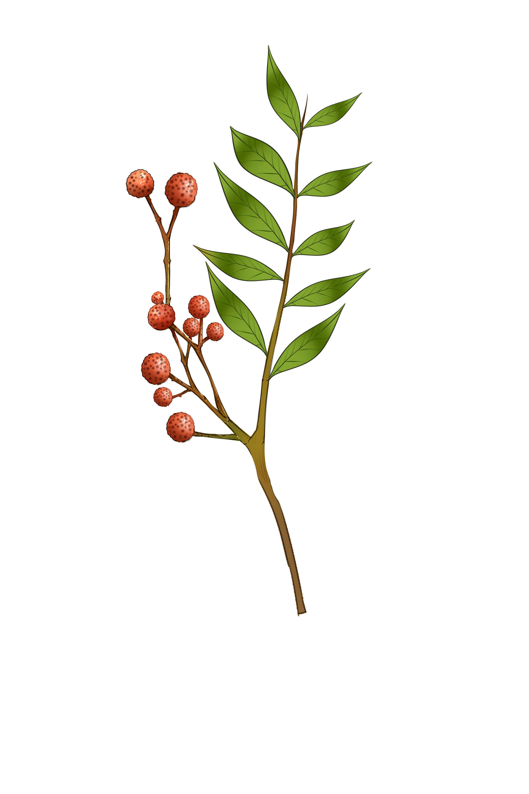 花椒可以泡脚吗？ 花椒泡脚的注意事项