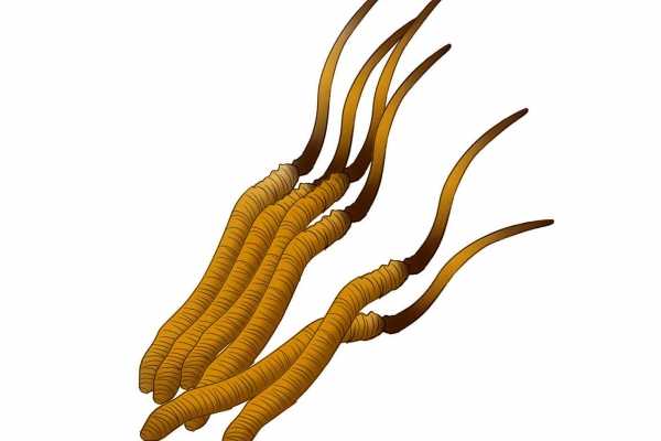 冬虫夏草的功效与作用及食用方法 冬虫夏草的食用方法