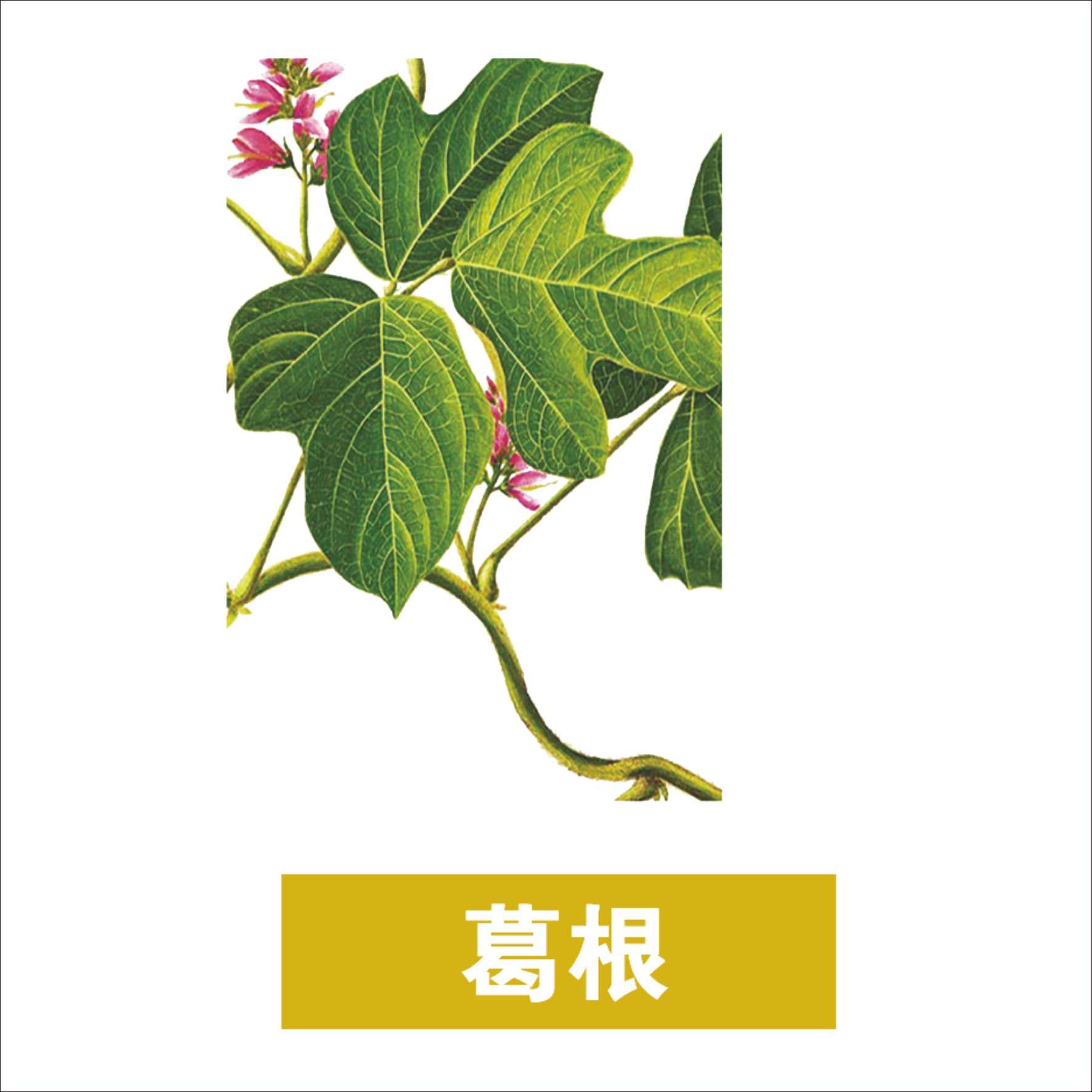 木瓜葛根粉真的能丰胸吗？ 木瓜葛根粉的成分及作用