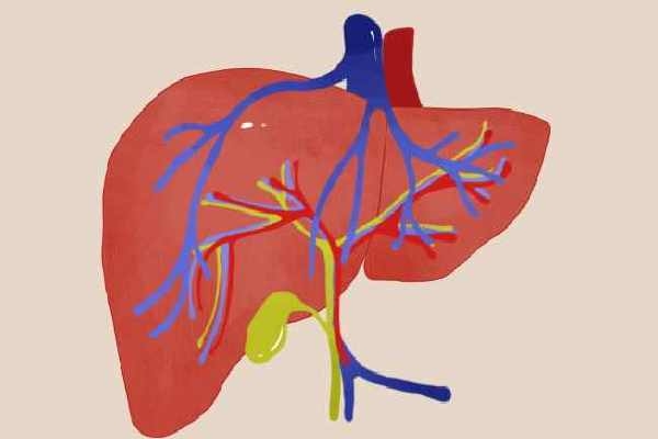白果的功效与作用 如何安全吃白果