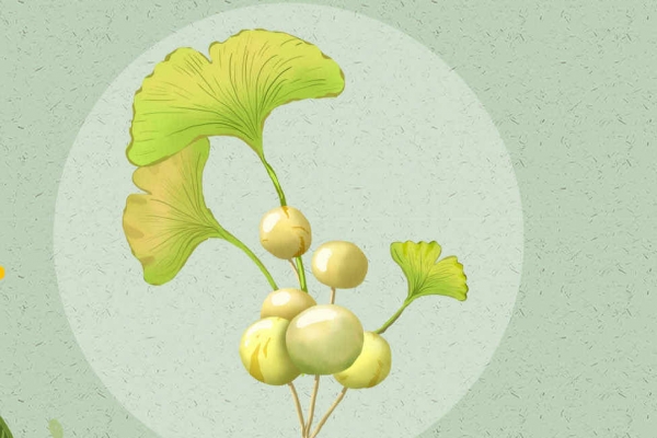 白果一天最多吃几颗 不适宜食用白果的人群