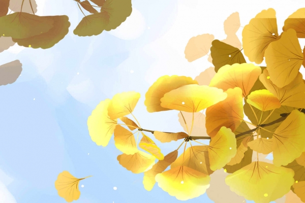 白果树叶子泡水喝的功效 吃白果的禁忌