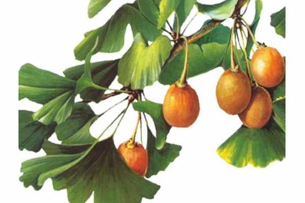 女生吃白果有什么好处 食用白果的益处