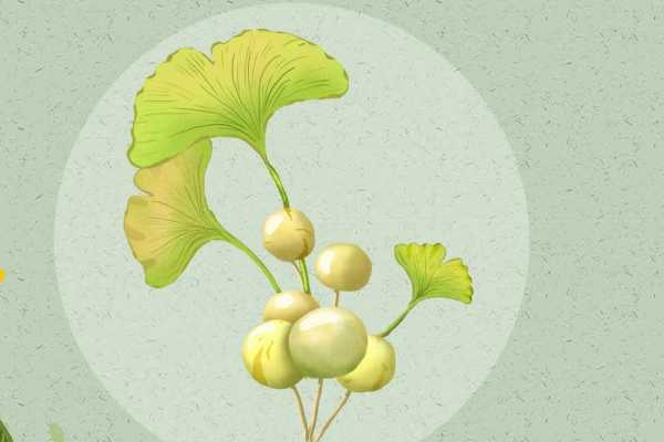 女生吃白果有什么好处 食用白果的益处