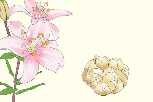 秋季养生的饮食原则 润燥补肺的食物