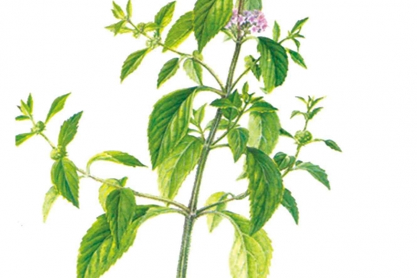 秋季这些食物润肺清热 秋季养生的饮食禁忌