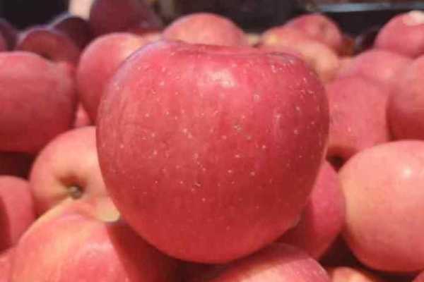 秋季吃什么水果最好 秋季养生吃什么水果