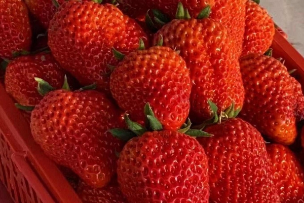 草莓适合冷藏还是常温 草莓的日常吃法