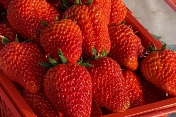 车厘子一天吃多少合适 冬天适合吃什么水果