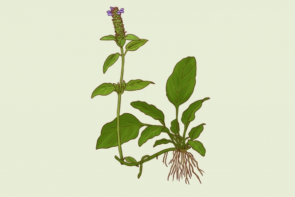 夏枯草有什么副作用 夏枯草的功效和作用