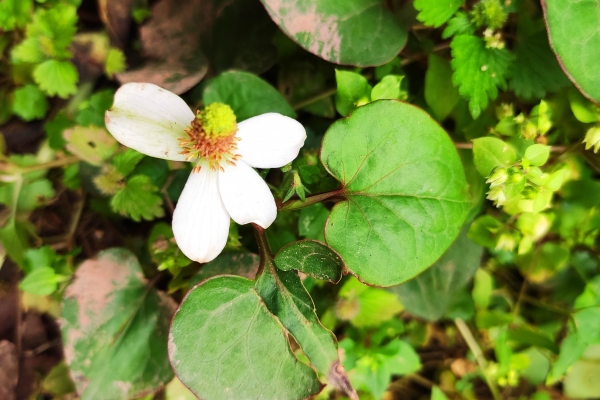 折耳根开花了可以吃吗？ 什么人不适合吃折耳根