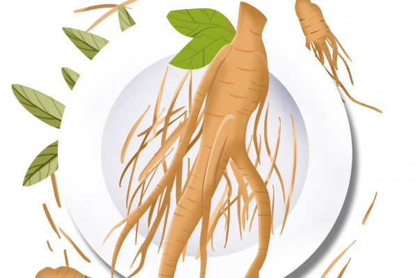 西洋参和人参的区别 人参的日常食用方法