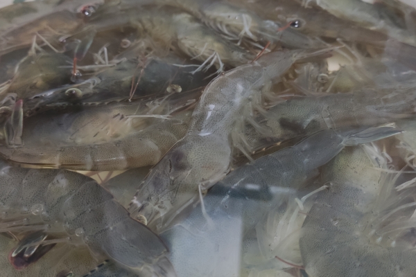 基围虾是淡水还是海水养的 基围虾的营养价值