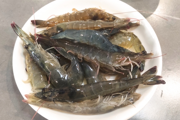 基围虾是淡水还是海水养的 基围虾的营养价值