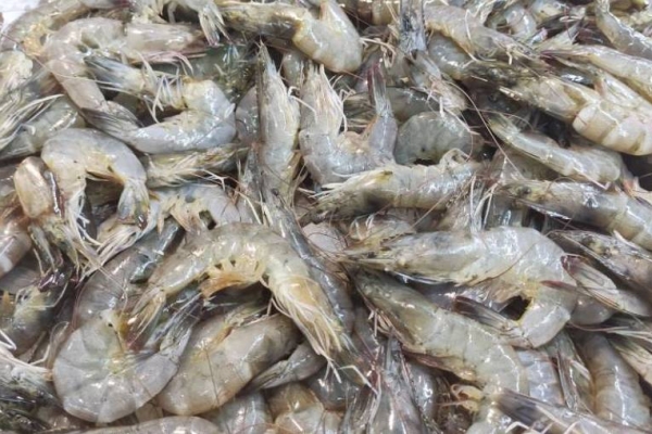 基围虾的功效与作用及营养 适合食用基围虾的人群