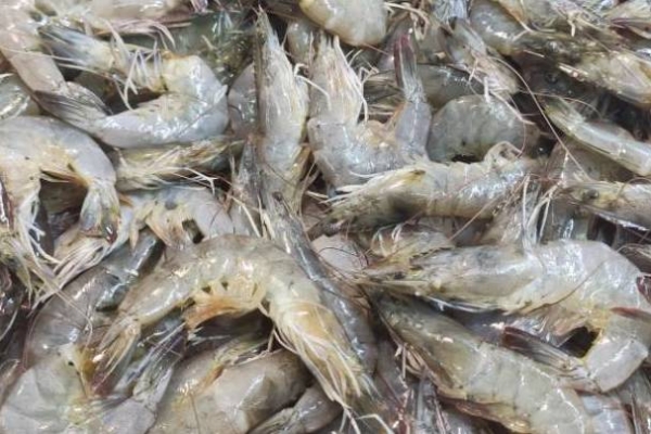 白灼基围虾冷水下锅还是热水 不同部位虾的做法