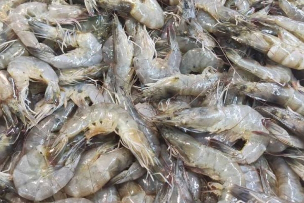 基围虾怎么保存放冰箱 基围虾是凉性还是热性食物