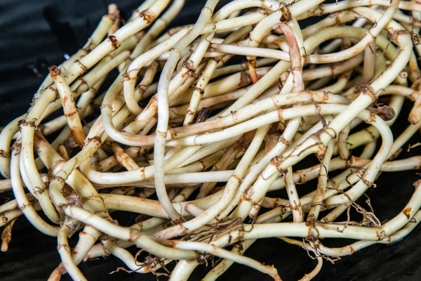 折耳根怎样保存的时间最长 折耳根的营养成分及价值