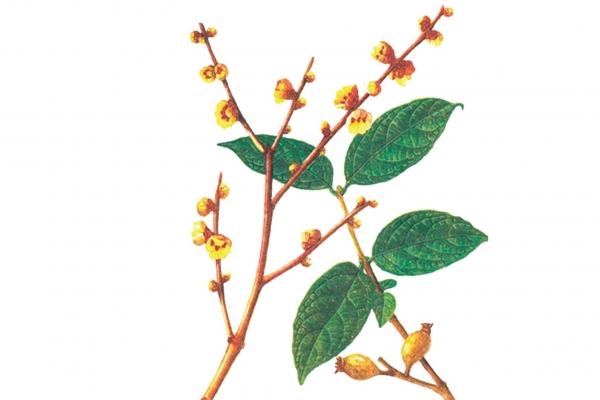 腊梅花可以泡水喝吗？ 适合冬天喝的养生花茶