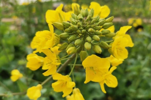 油菜花的功效与作用 油菜花的日常吃法
