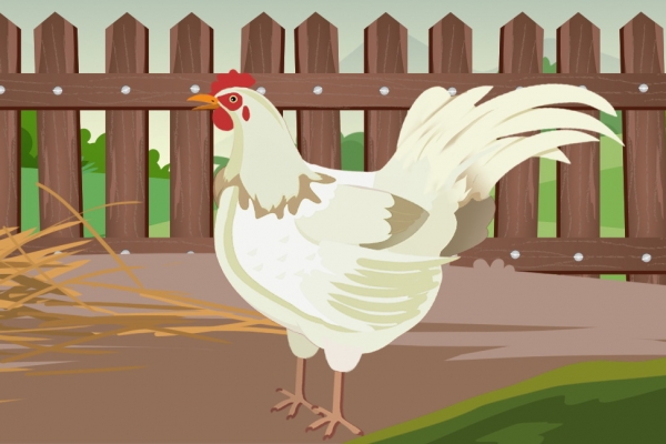 怎样炖鸡汤好喝又营养 健康好喝的鸡汤食谱