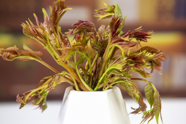 男人吃香椿壮阳吗？ 香椿的功效与作用