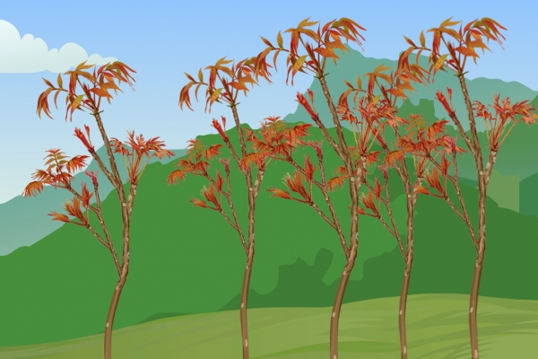 哪些人不适合吃香椿芽 香椿木的功效与作用